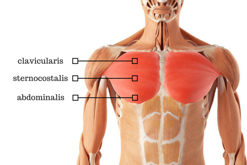 Anatomie borstspieren