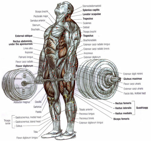 Anatomie deadlift