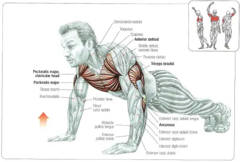 Anatomie van de push up spiergroepen bij het opdrukken