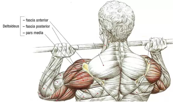 Gebruikte spieren barbell front press anatomie front press