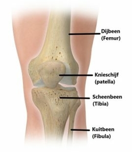 Anatomie voor de knie Anatomie voor de knie