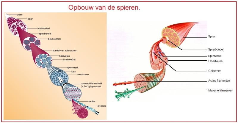 Kracht lengte myosine filamenten